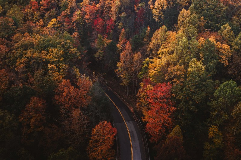 tree woodland forest and road 4k