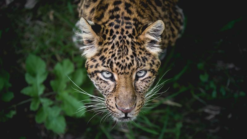 leopard, predator, muzzle, look, 4k