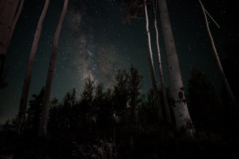 tall birch trees under a starry sky in silverthorne, birch trees under stars 4k