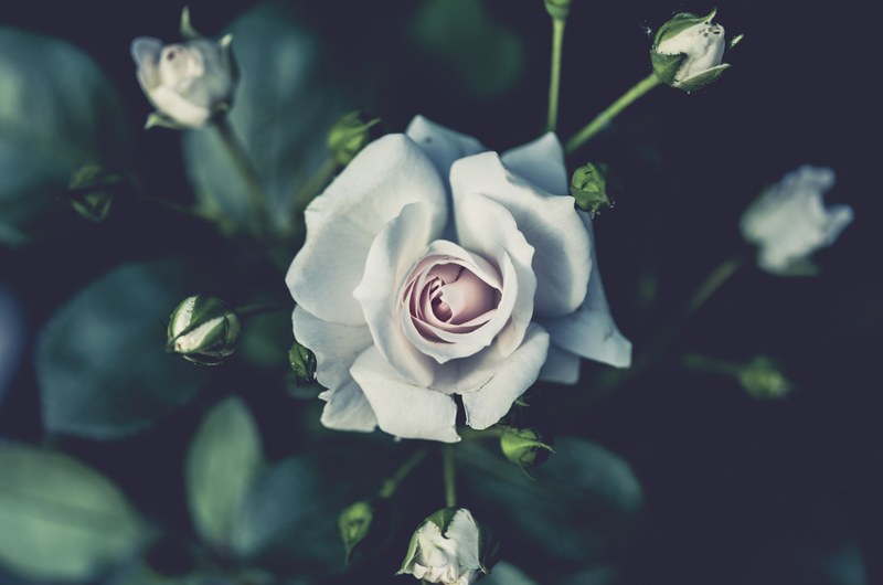a blooming white rose surrounded by rose buds, life off screen 4k
