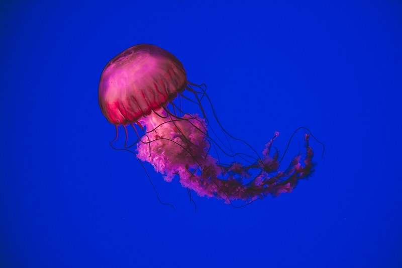 jellyfish underwater creature underwater and contrast 4k