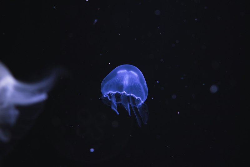 jellyfish underwater black and purple 4k