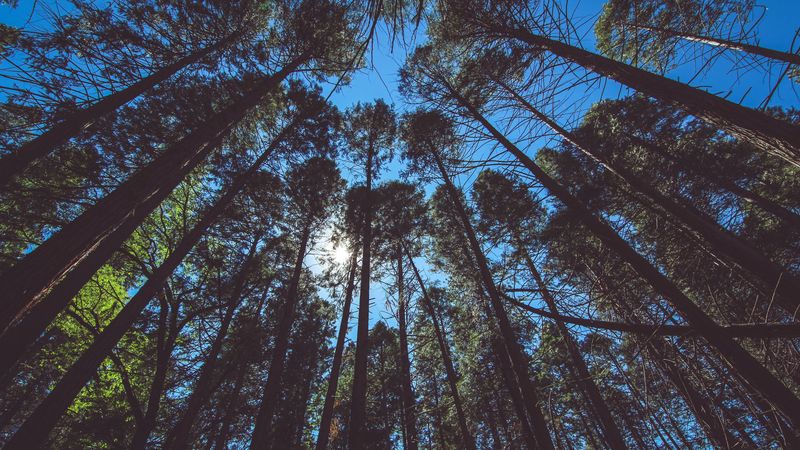 trees, view from below, sky, 4k