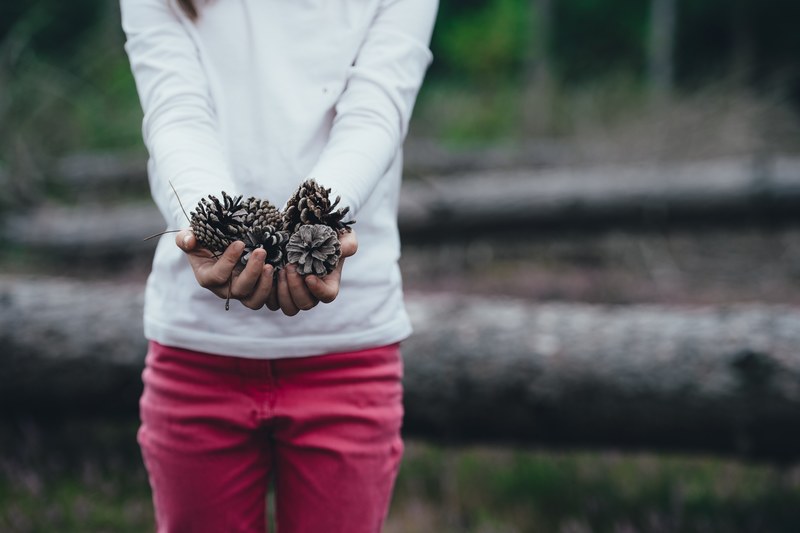 hand pinecone child and pine cone 4k