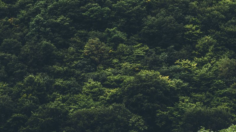 trees, forest, top view, 4k