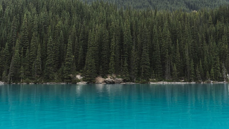 tall pine trees around the azure moraine lake, pine trees near moraine lake 4k