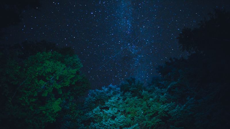 starry sky, stars, night, trees, 4k