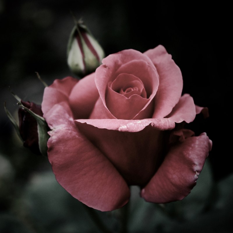 closeup macro tobias keller and romantic 4k