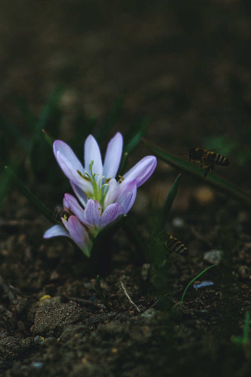 beauty spring crocu and saffron hd, 4k