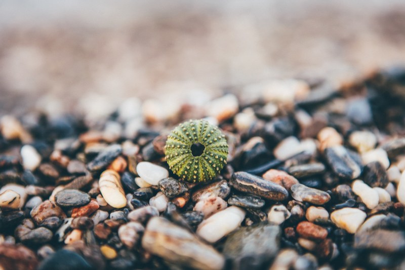 small green shell on the small rock pebble beach at skiathos, shell on pebble beach 4k