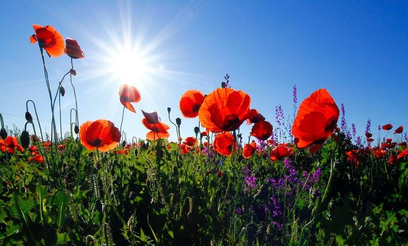 a low shot of a field of red poppies under a bright sun on a clear sky, red poppies under morning sun 4k