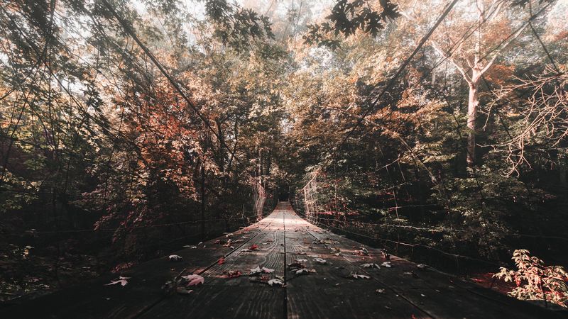 bridge, autumn, foliage, 4k