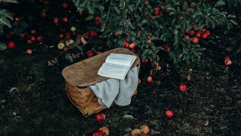 basket, book, apples, harvest, 4k