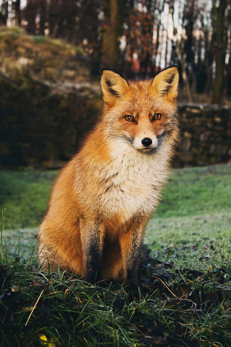 wallpaper animal wallpapers animal backgrounds and fox hd, 4k