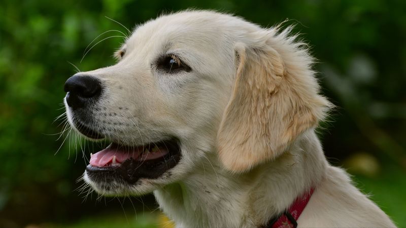 labrador, puppy, muzzle, dog, 4k