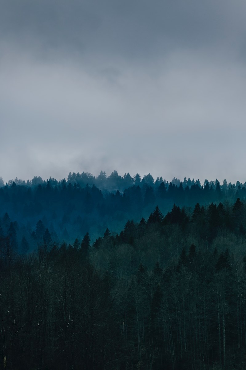 lines of evergreen trees under a gray sky in go, gray treelines 4k
