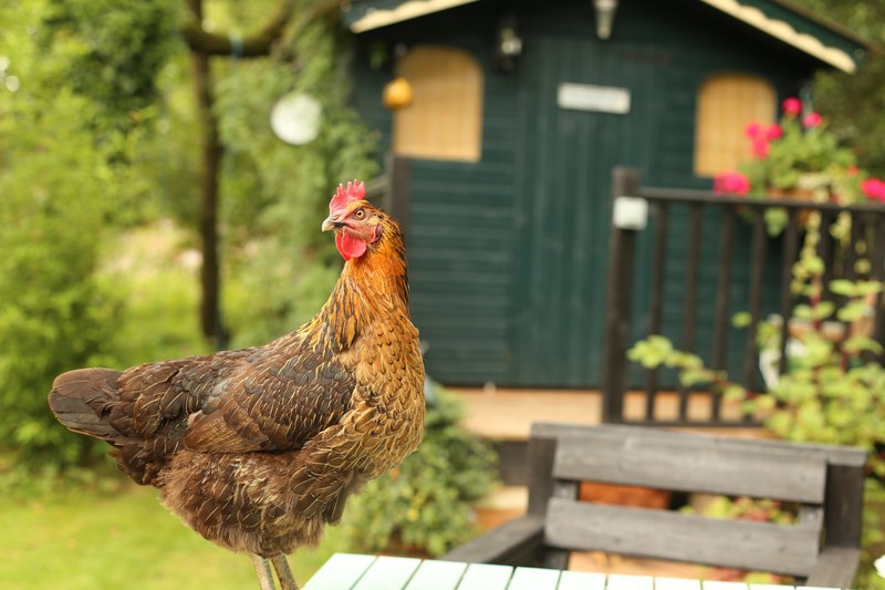 a chicken standing on a table in front of a green shed or cabin in crymych, crymych chicken 4k