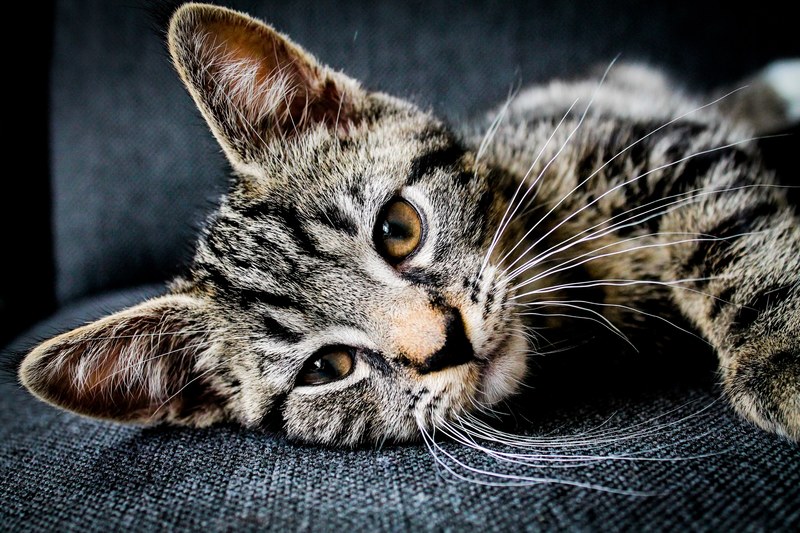 close up of the face of a tabby cat with brown eyes lying on a sofa, cat resting on a couch 4k
