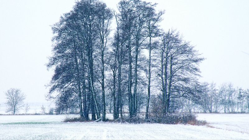 trees, winter, snow, 4k