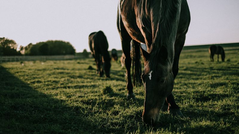 horse, grass, walk, 4k