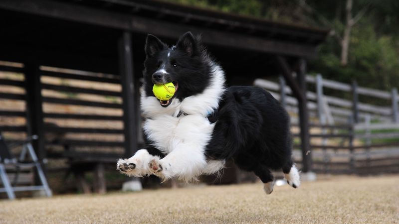 dog, ball, playful, jump, 4k