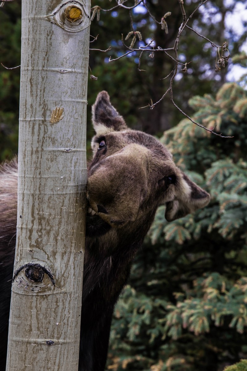 up close and personal momma moose 4k