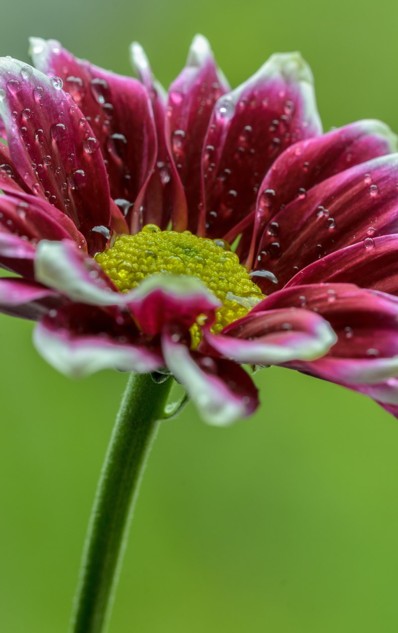 nature clean fresh and closeup hd, 4k