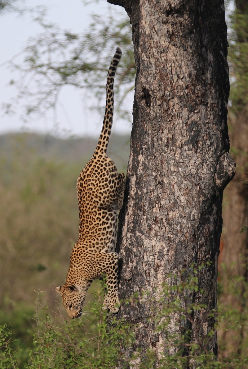 a leopard climbing down a tree, female leopard descending tree 4k