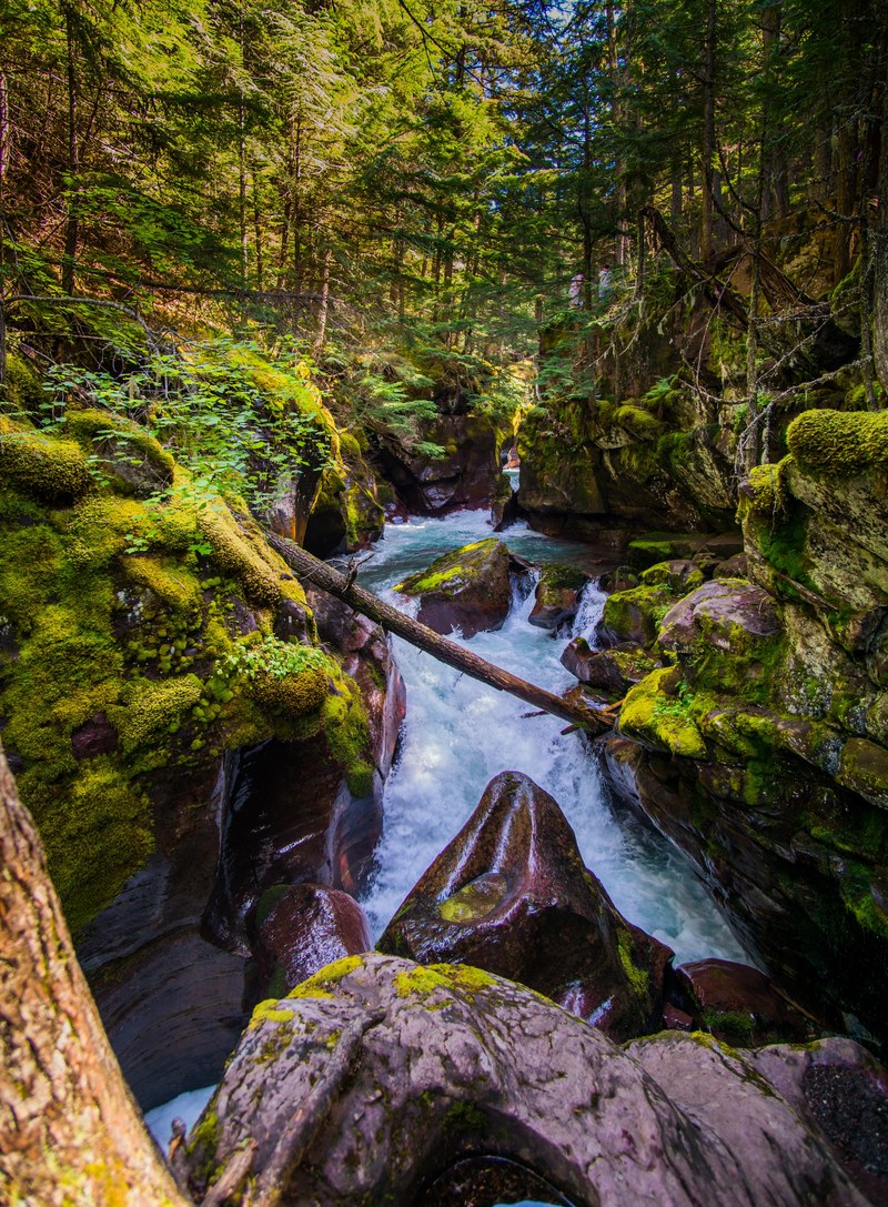 glacier national park rapid moss and log hd, 4k