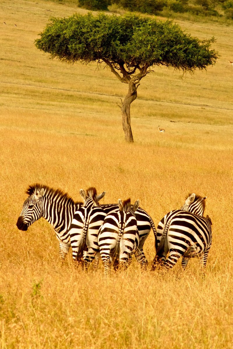 grass africa animal and yellow hd, 4k