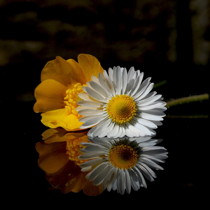 buttercup daisy reflection and wild 4k