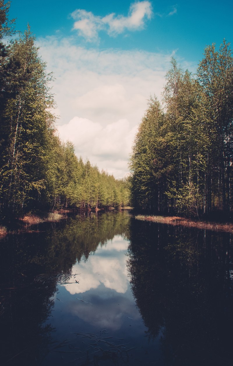 serene view of a calm stream in the middle of the forest, getaway in the woods 4k