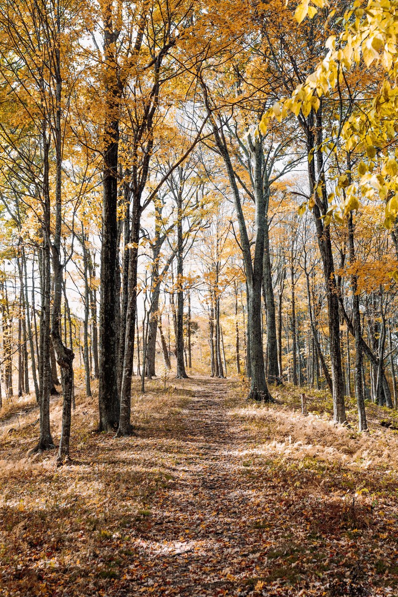 a path covered in leaves that have fallen from branches during autumn, autumn path 4k