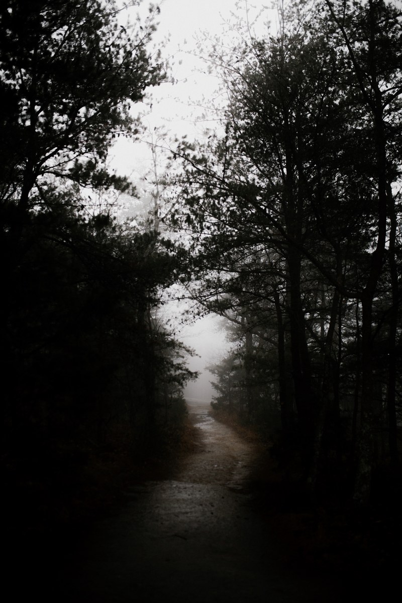 a dark and narrow pathway with trees by the side covered by fog in rough ridge lookout grandfather mountain nc, _in the clouds 4k