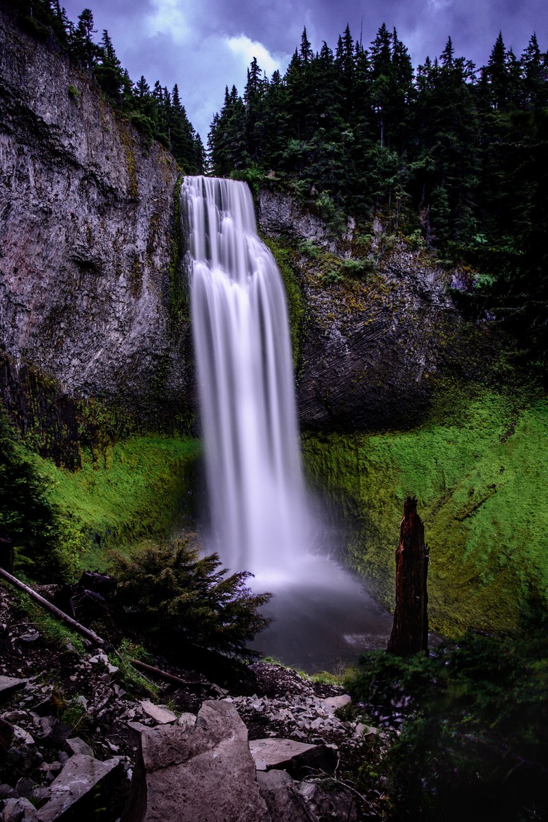 white purple green and moss hd, 4k