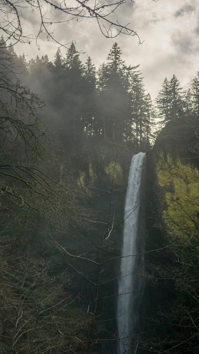 beauty forest tree and pacific northwest hd, 4k