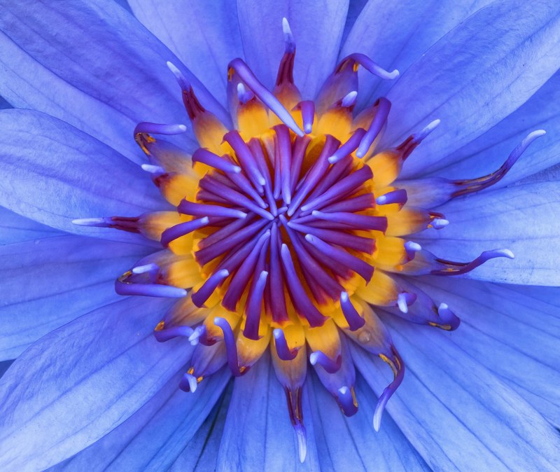 close up macro pistil and plant 4k