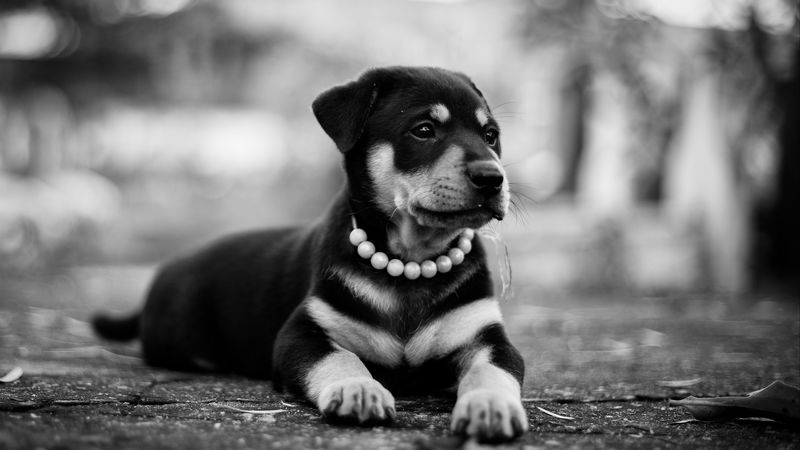 puppy, dog, lying, collar, bw, 4k