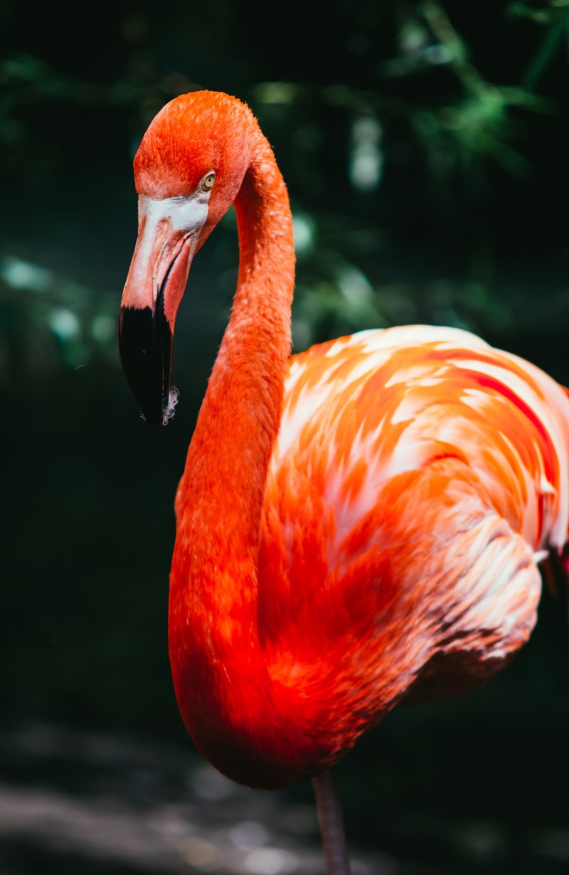 flamingo bird exotic and tropical hd, 4k