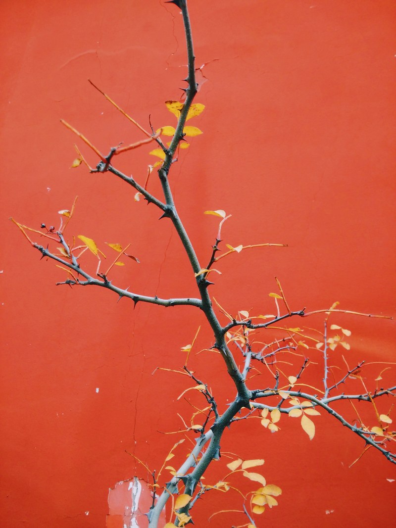 outdoor tree plant and branch hd, 4k