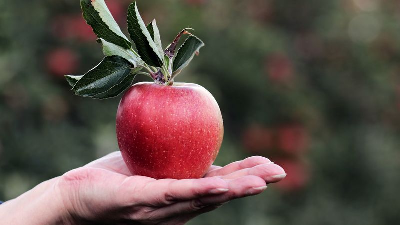 apple, hand, fruit, 4k