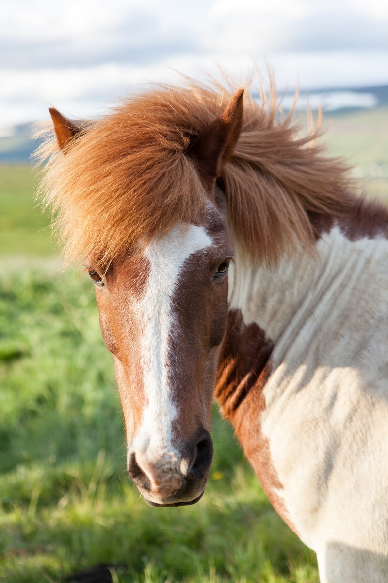 a skewbald horse with a thick mane turns its head to the side, close up on a skewbald horse 4k