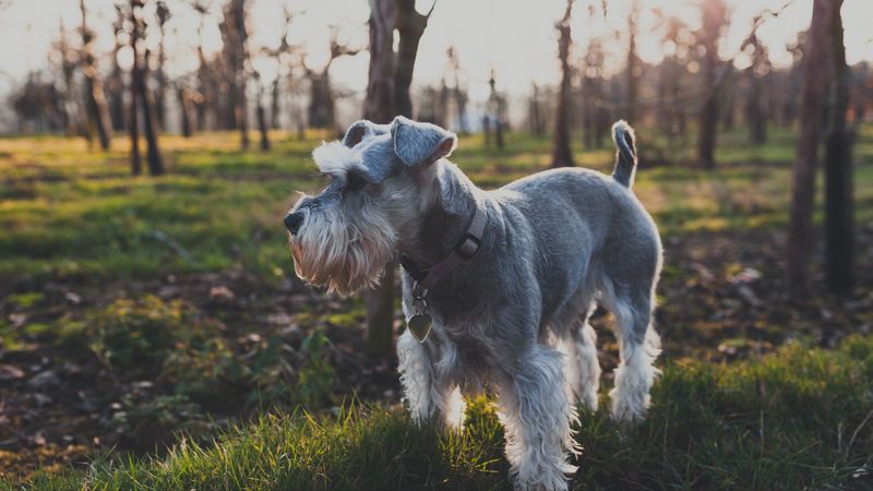 dog, grass, walk, 4k