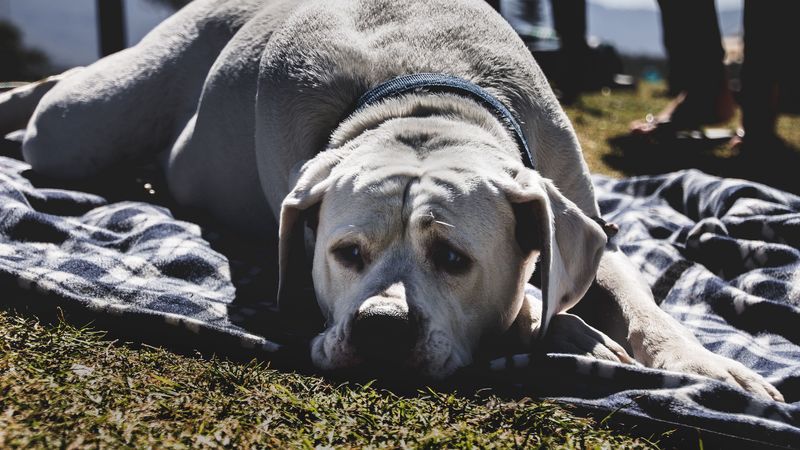 labrador, dog, muzzle, lies, 4k