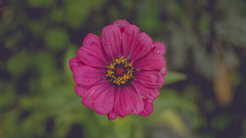 flower, pink, petals, 4k
