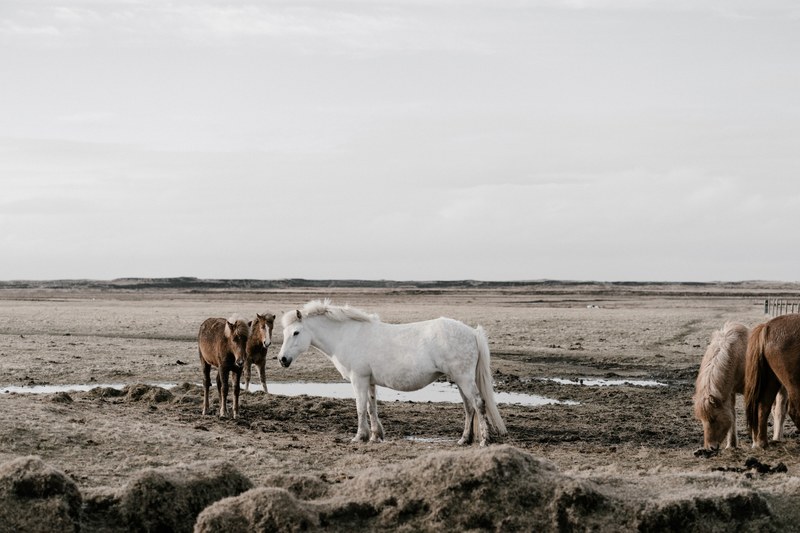 a group of ponies on a muddy plain under thick clouds, ponies grazing after rain 4k