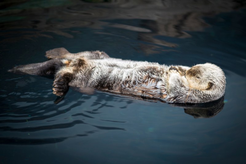 a sea otter sleeping and lying down on its back while floating in a body of water, otter at rest 4k