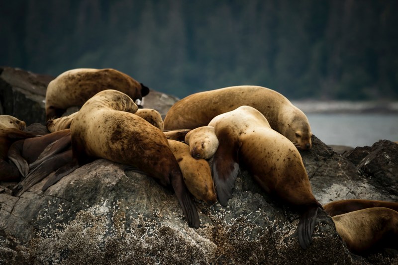 sea lions napping on a rock in tracy arm, sleepy pups 4k