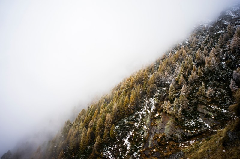 fog covered hillside of pine and fir trees dusted with snow, fog over winter hillside 4k