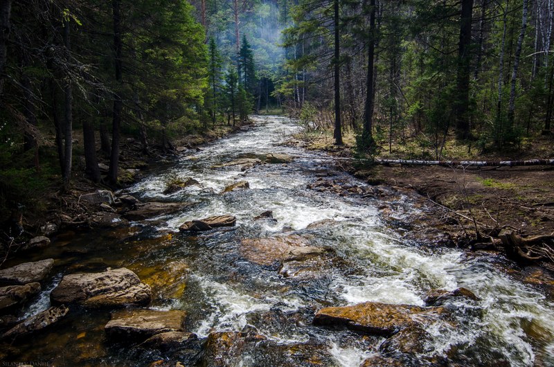 a stream running along rocks in the middle of a forest, forest stream water 4k